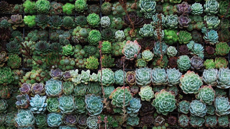 Various different plants arranged in a grid
