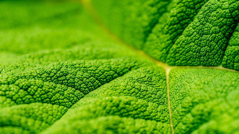 Extreme close up of a green leaf